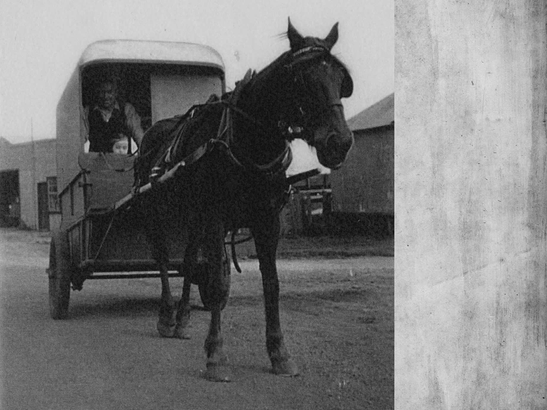 Source: Meg Eldridge Jack Smith, the local Milkman, making his deliveries in town, 1950